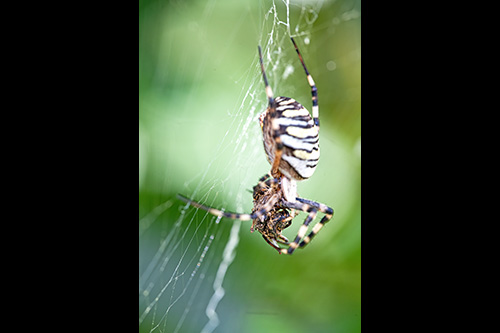 Argiope Bruennichi