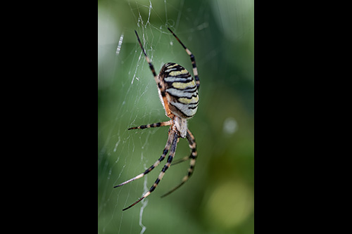 Argiope Bruennichi