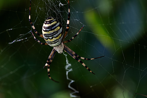 Argiope Bruennichi