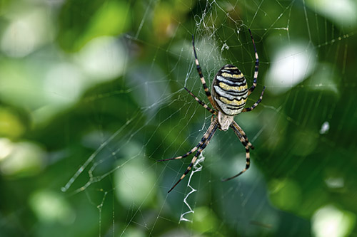 Argiope Bruennichi