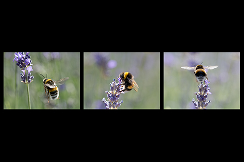 Bumblebee - arriving, eating, leaving.